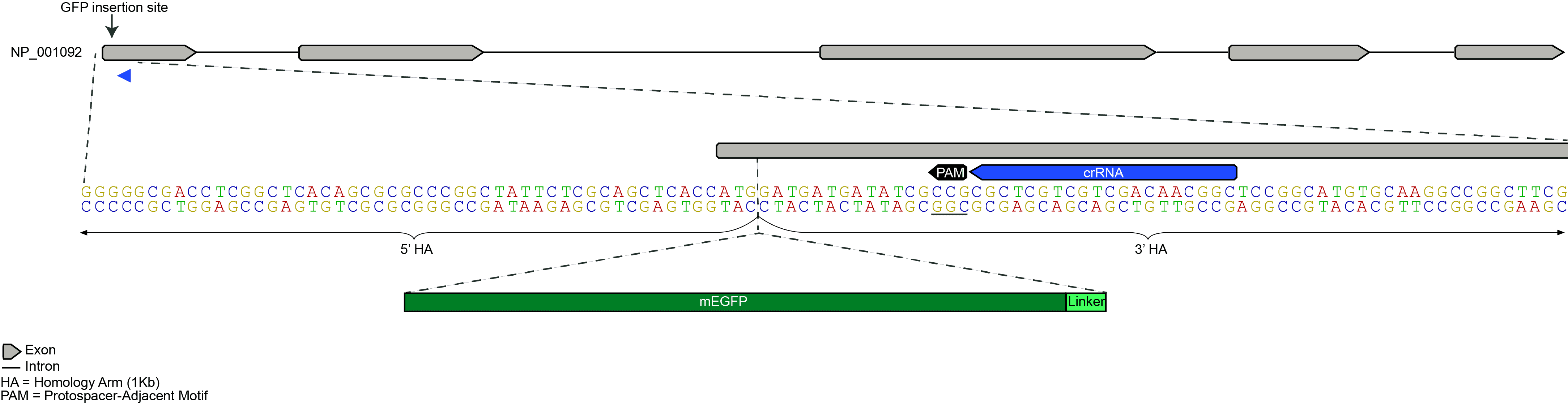 mEGFP Insert