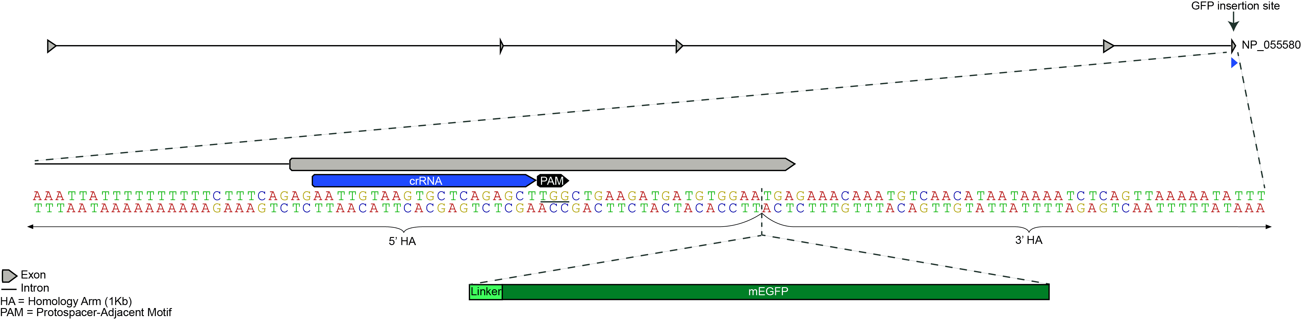 AICS-120_TOMM20_Mito/figure_TOMM20_GFP.png