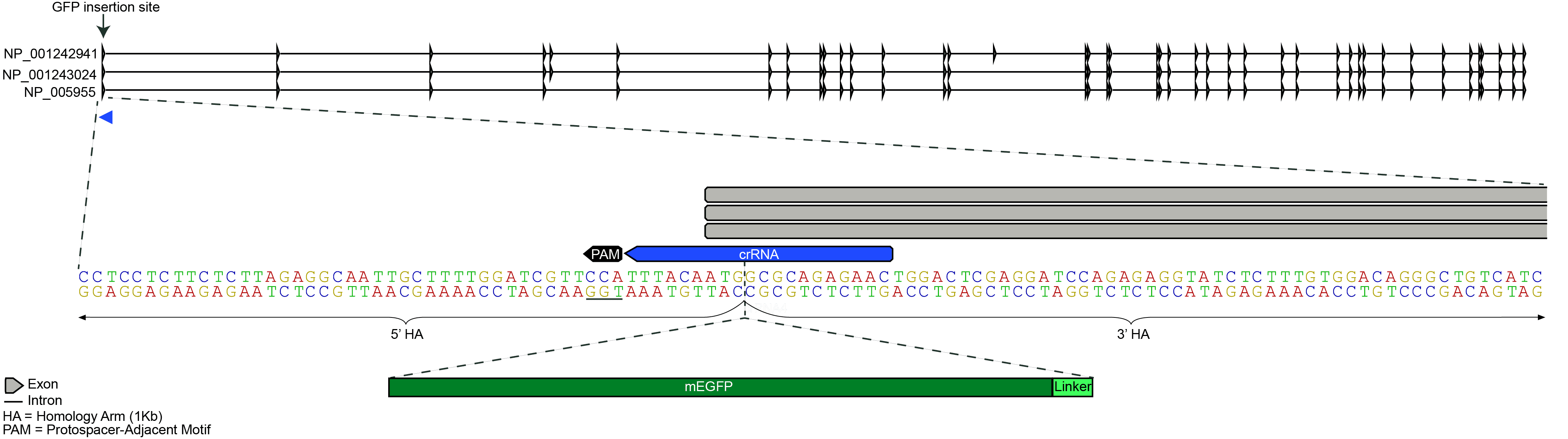 mEGFP Insert