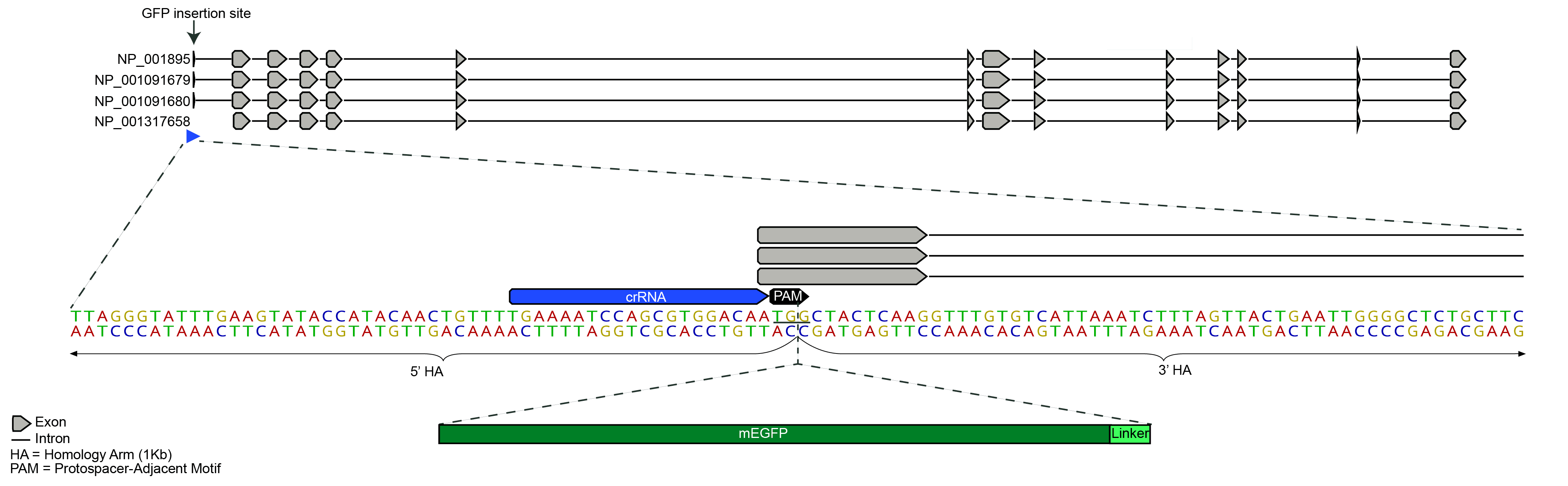 mEGFP Insert