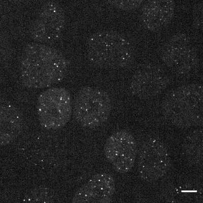 Cell line media