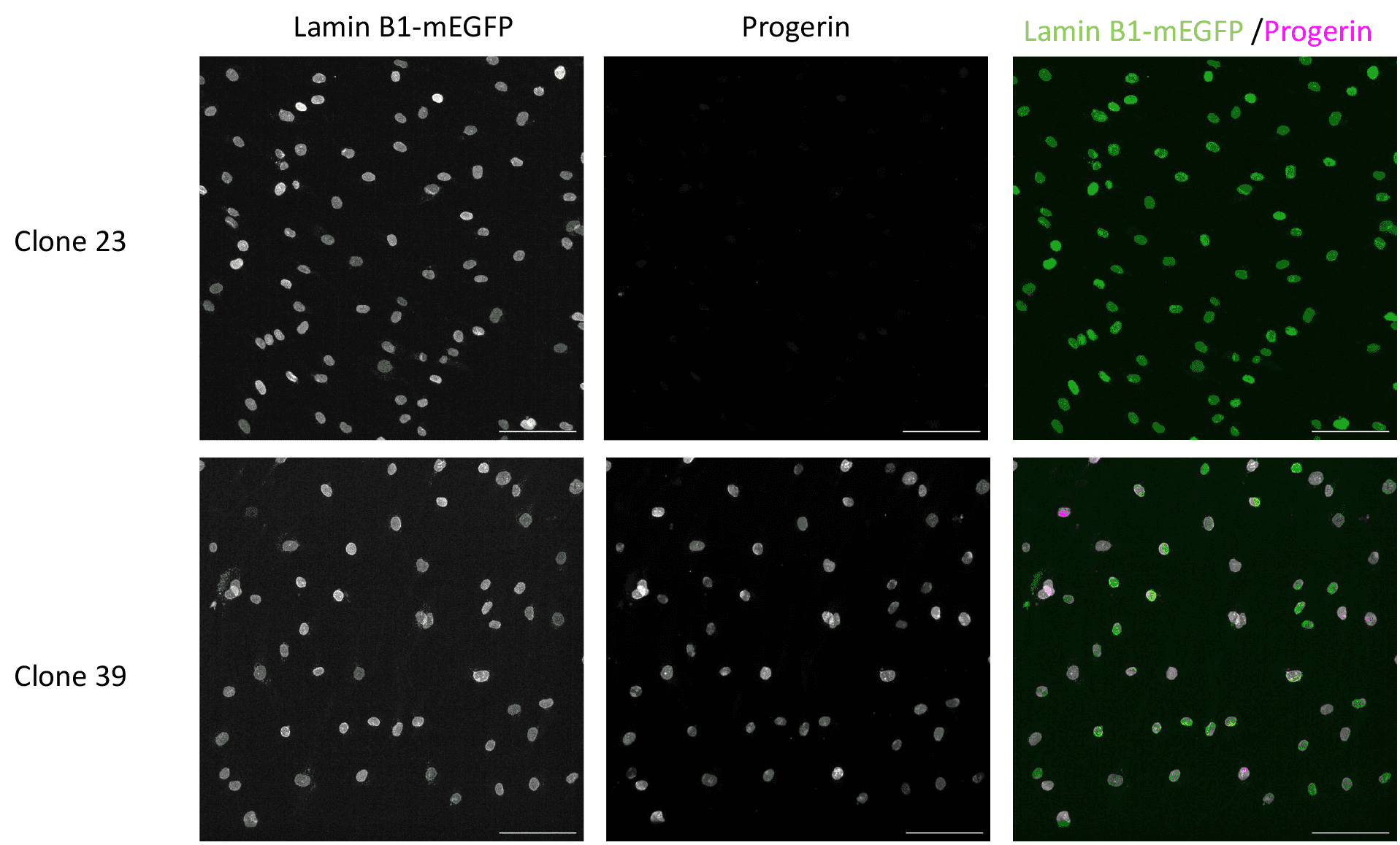 Cell line media