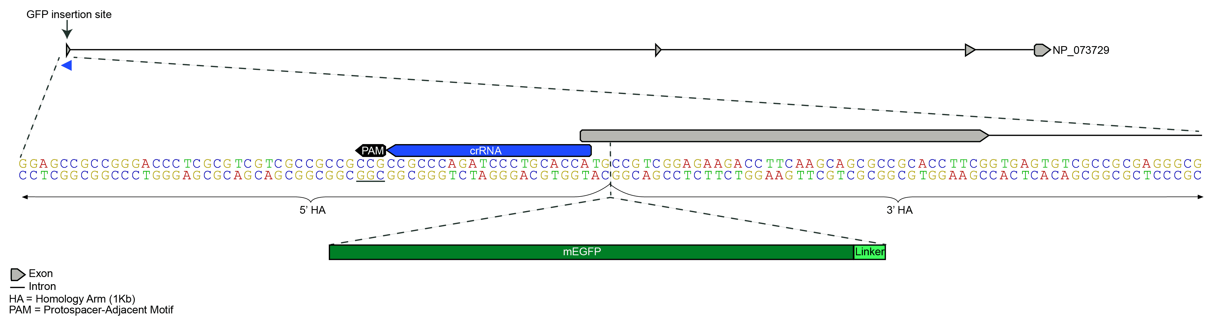 mEGFP Insert