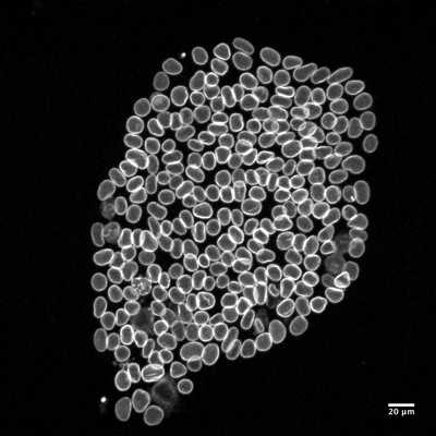 Cell line media