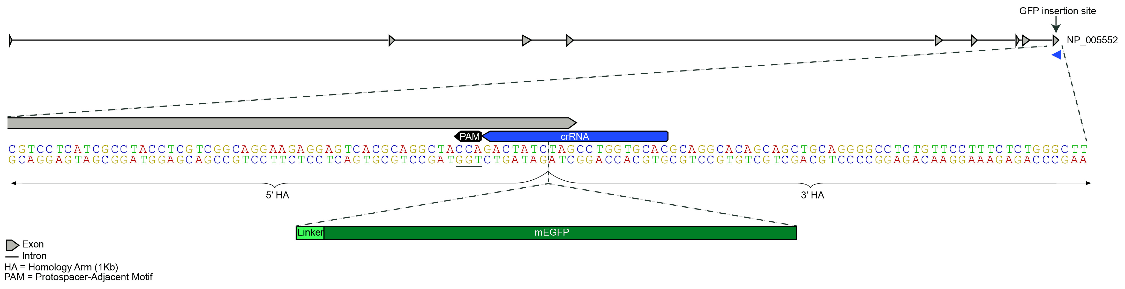 mEGFP Insert
