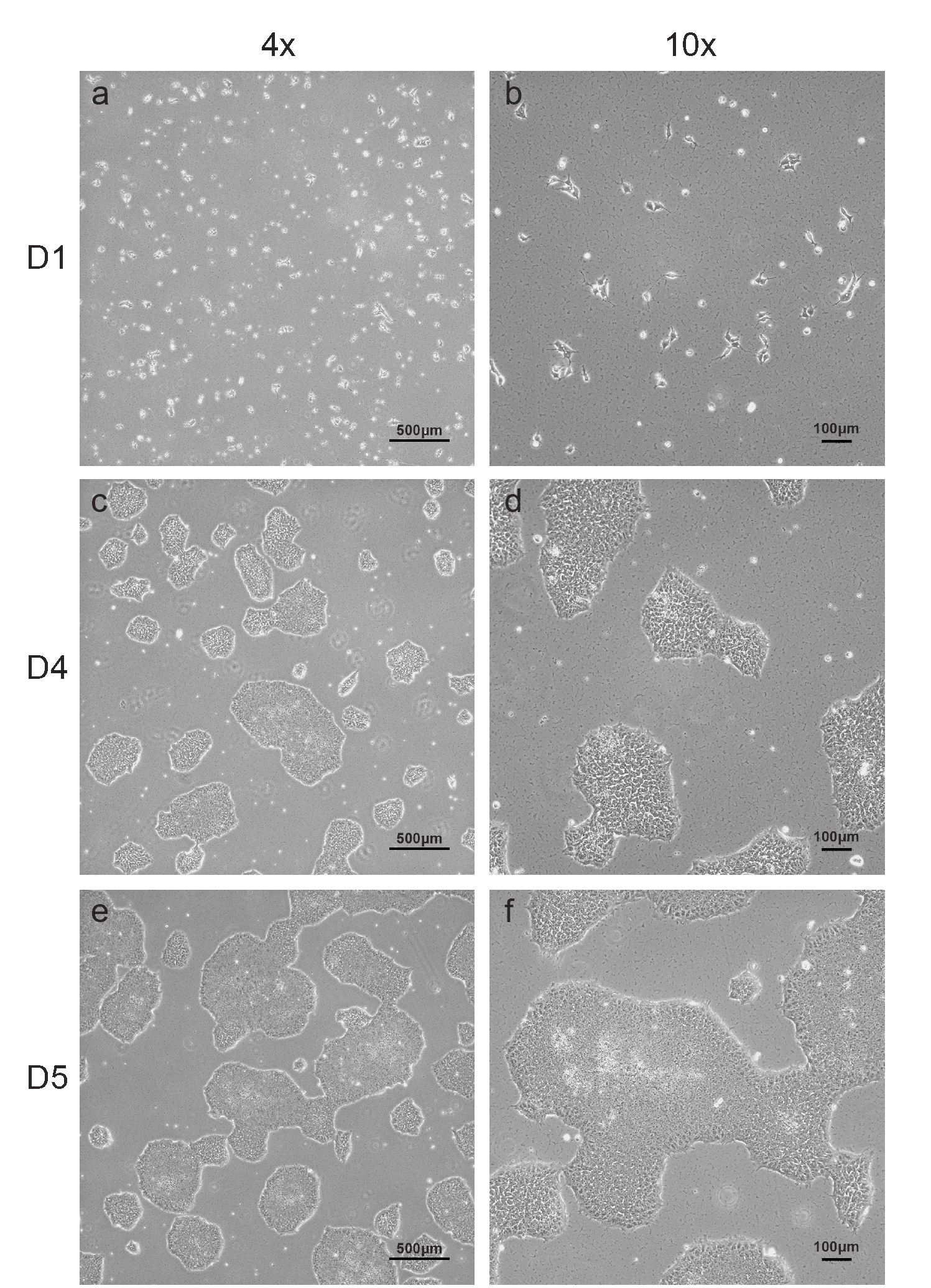 Cell line media