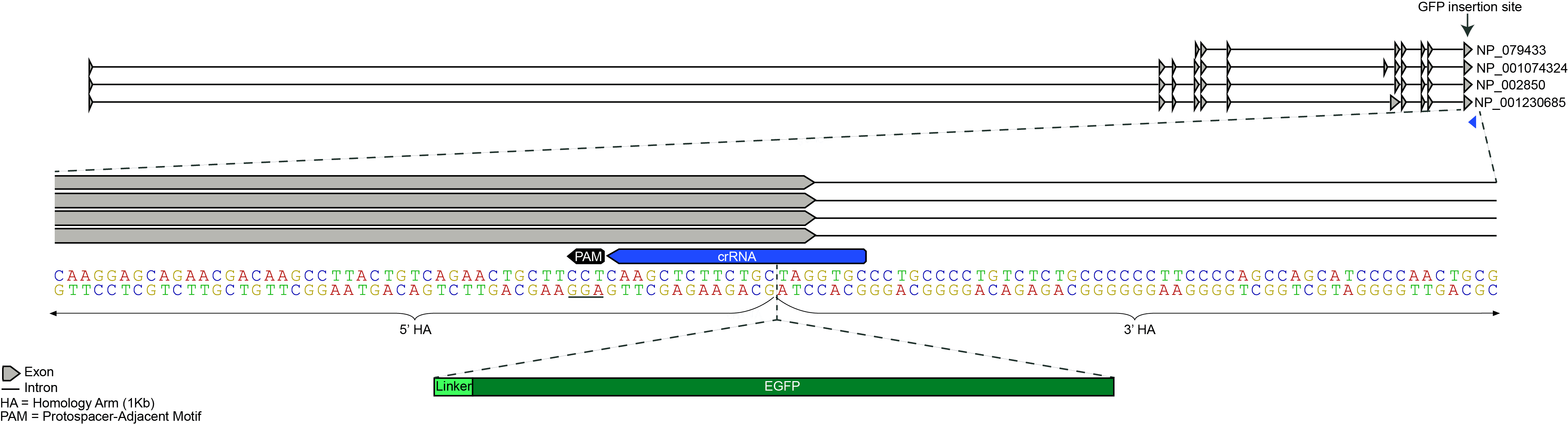 mEGFP Insert