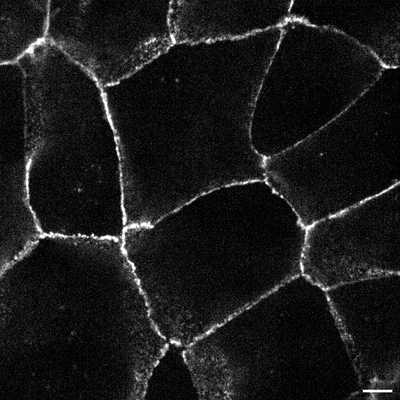 Cell line media