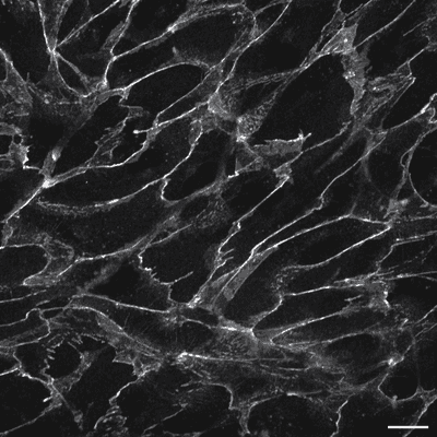 Cell line media